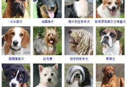 小型宠物狗的品种及图片,可爱萌犬图鉴