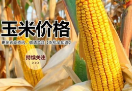 山东最新玉米价格,涨跌之间，市场动态解析”